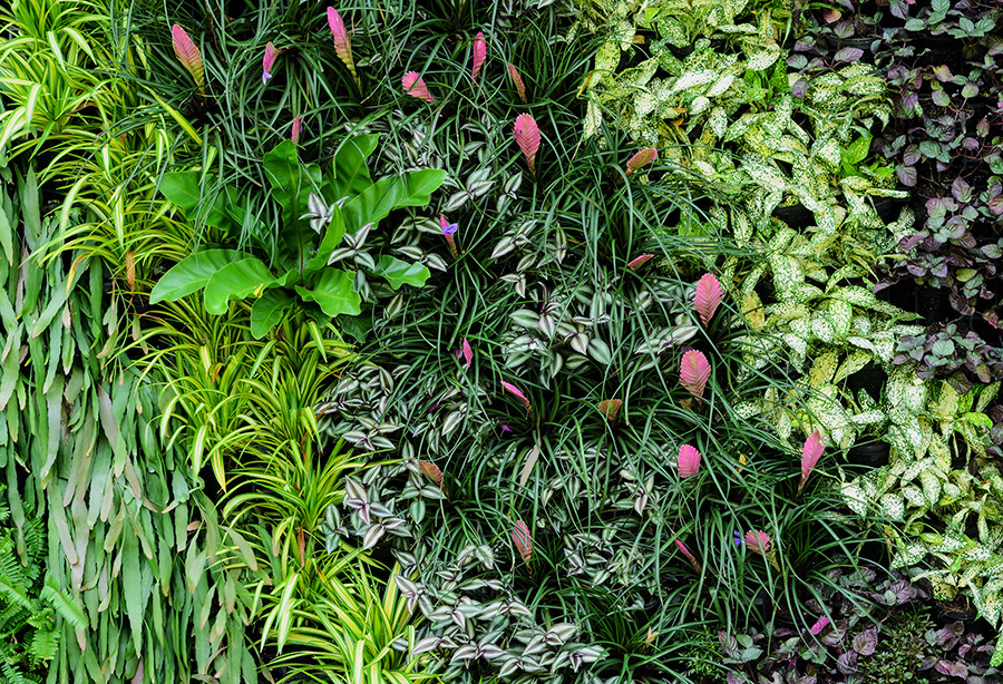 Kompozycja roślin w ogrodzie wertykalnym