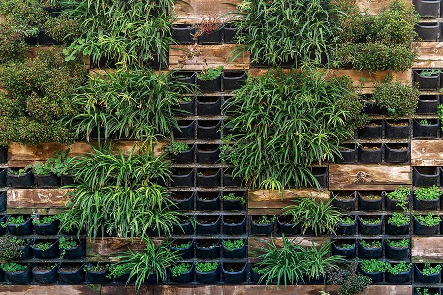 Ściana wypełniona zielonymi roślinami w doniczkach 