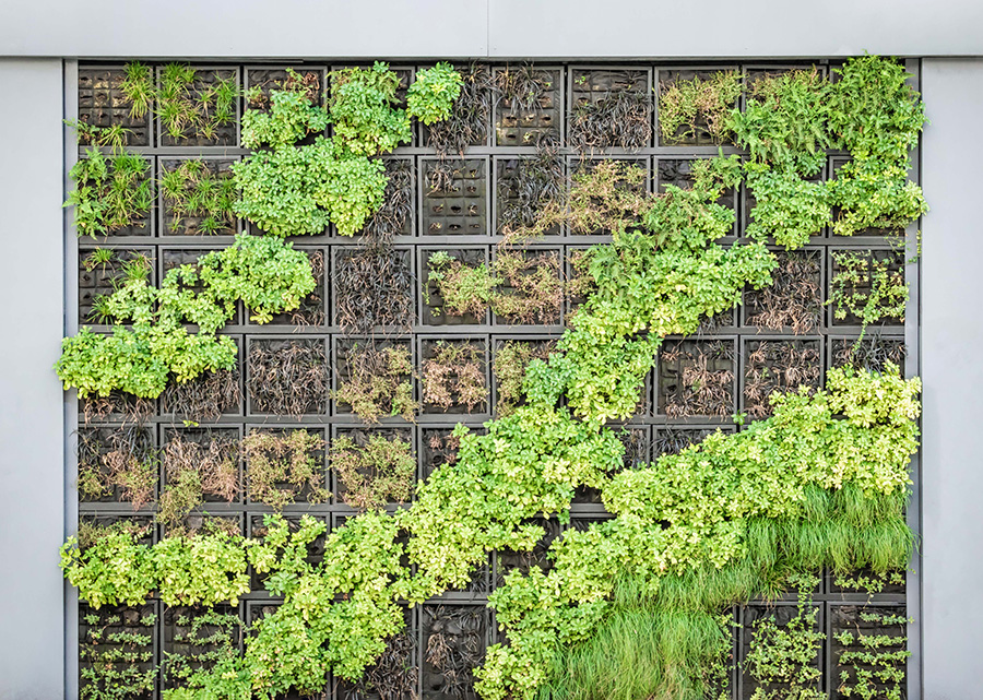 Żywa ściana zieleni
