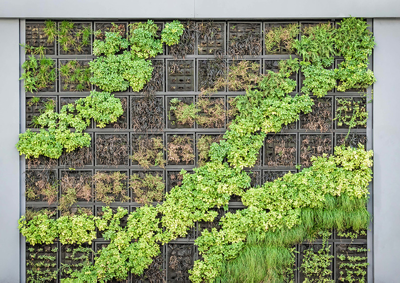 Obumarła ściana z żywych roślin