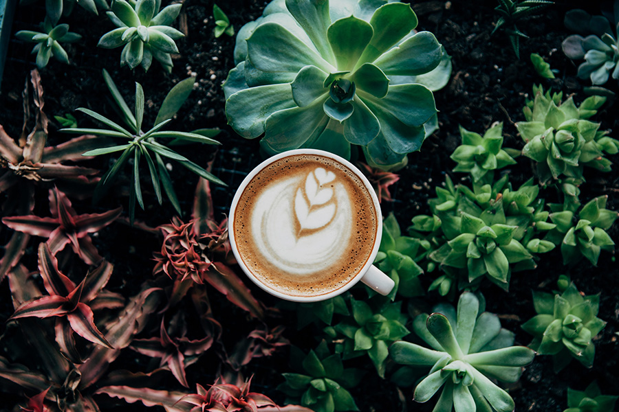 Kawa i rośliny