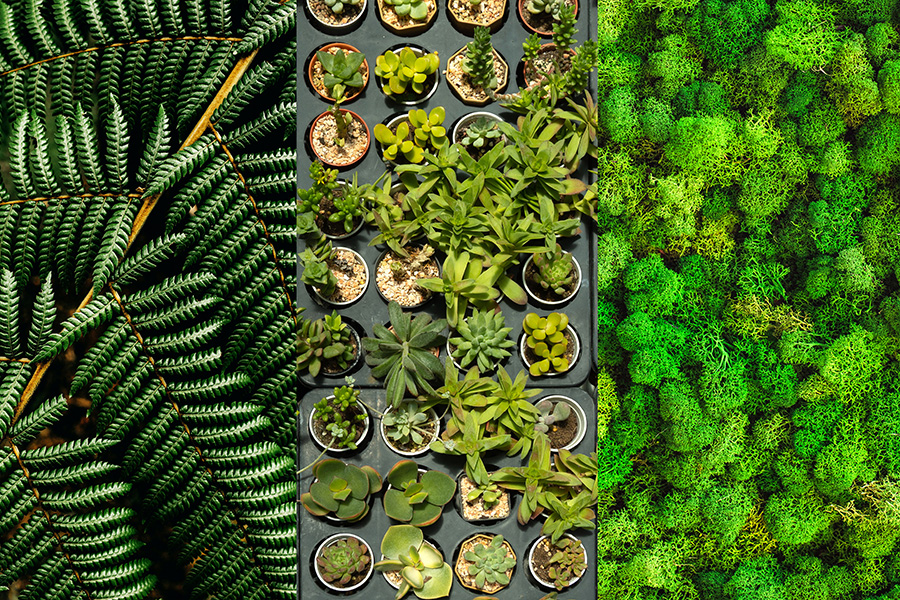Rośliny na zieloną ścianę