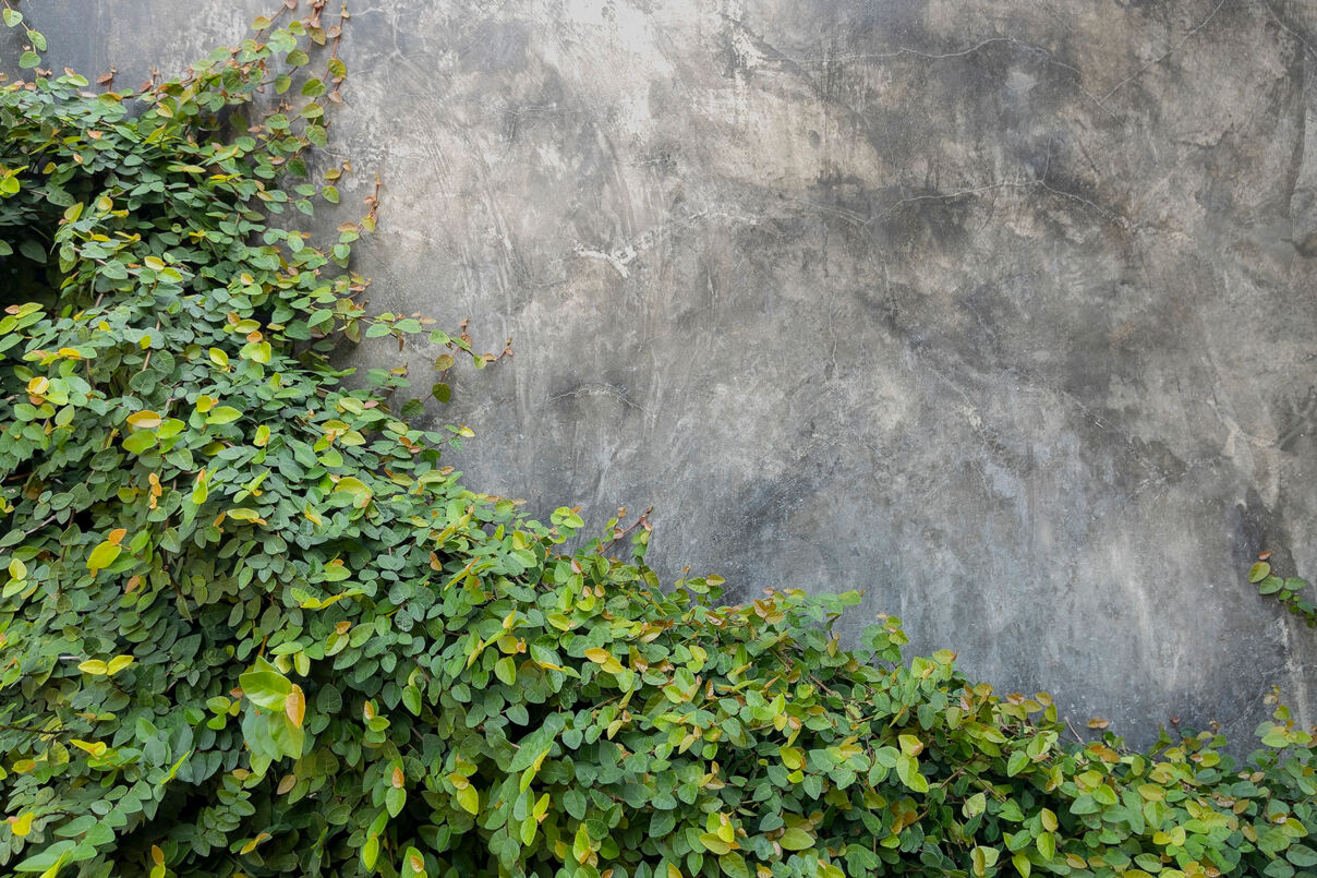 Rośliny na ścianie i ich znaczenie