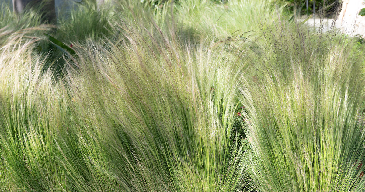 Trawy ozdobne w donicach na tarasie o wystawie północnej