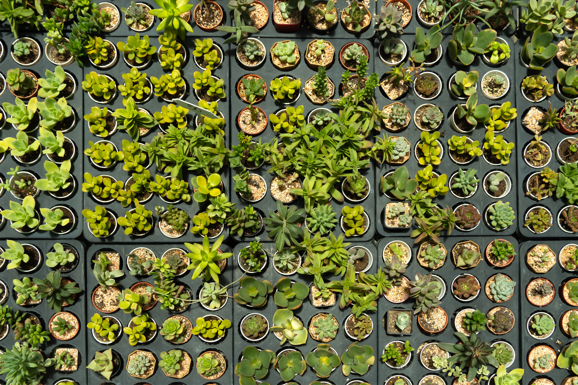Jak zrobić zieloną ścianę z roślin? 3 sposoby!