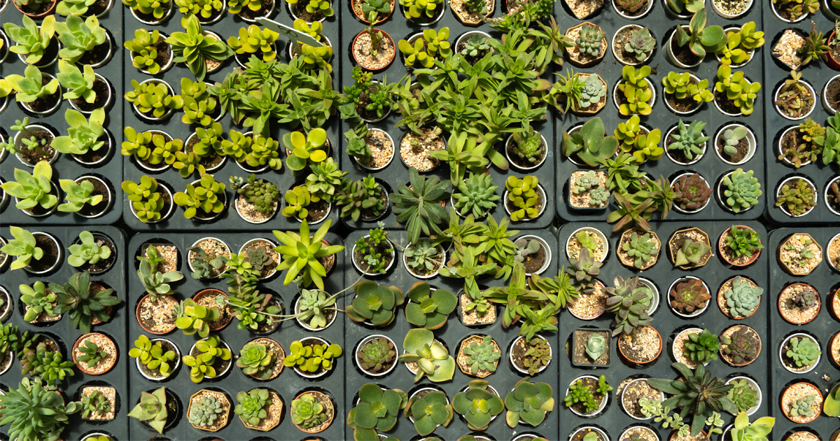 Jak zrobić zieloną ścianę z roślin? 3 sposoby!
