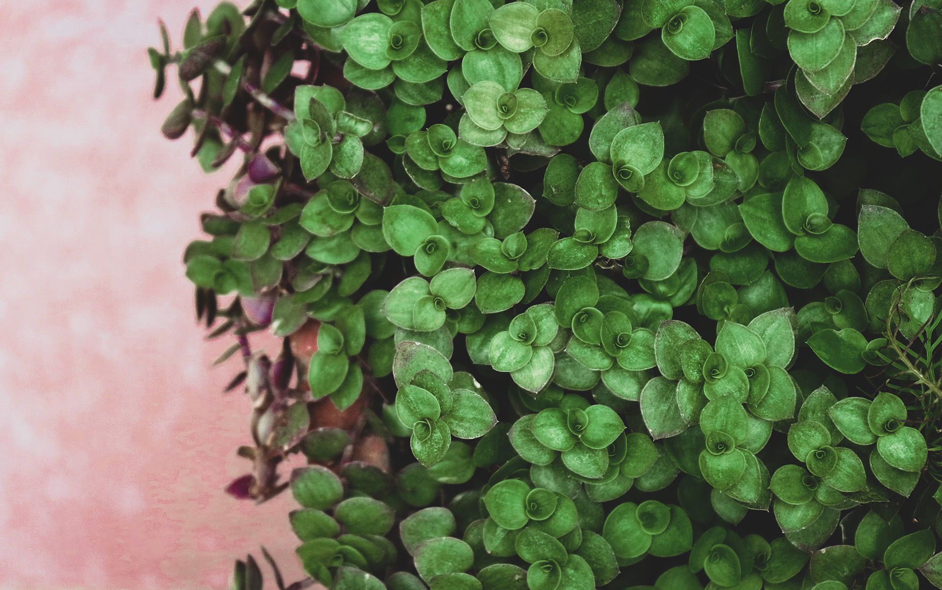 Zielona ściana z roślin podniesie wilgotność powietrza?