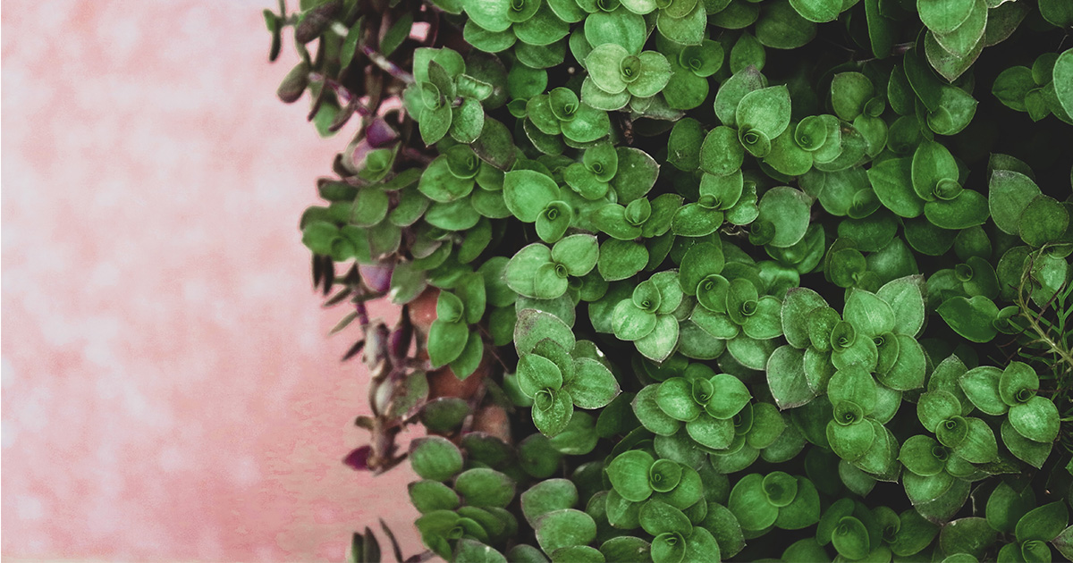 Zielona ściana z roślin podniesie wilgotność powietrza?